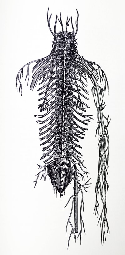 A lemezek a De Humani Corporis Fabrica negyedik könyvéből alkotó: Andreas Vesalius