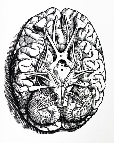 A tányérok a De Humani Corporis Fabrica negyedik könyvéből alkotó: Andreas Vesalius