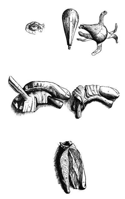 A tányérok a De Humani Corporis Fabrica második könyvéből alkotó: Andreas Vesalius