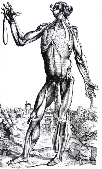 A tányérok a De Humani Corporis Fabrica második könyvéből alkotó: Andreas Vesalius