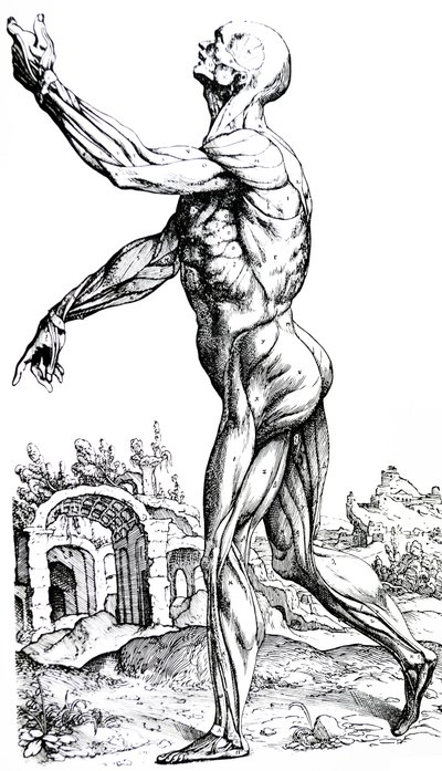 A tányérok a De Humani Corporis Fabrica második könyvéből alkotó: Andreas Vesalius
