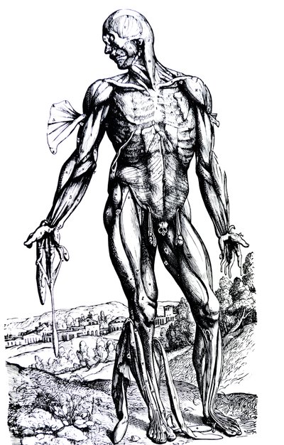 A tányérok a De Humani Corporis Fabrica második könyvéből alkotó: Andreas Vesalius
