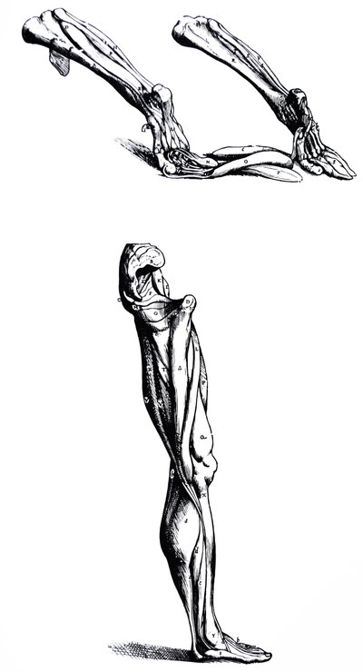 A tányérok a De Humani Corporis Fabrica második könyvéből alkotó: Andreas Vesalius