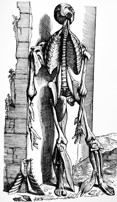 A tányérok a De Humani Corporis Fabrica második könyvéből alkotó: Andreas Vesalius