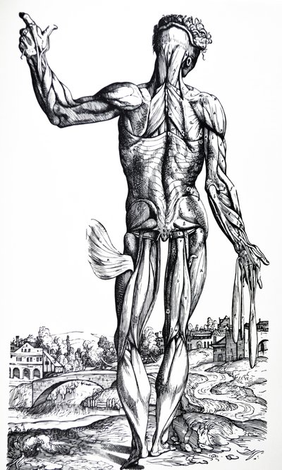 A tányérok a De Humani Corporis Fabrica második könyvéből alkotó: Andreas Vesalius