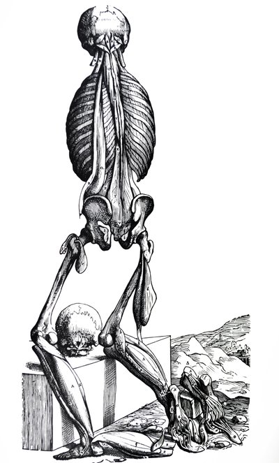A De Humani Corporis Fabrica második könyvének táblái alkotó: Andreas Vesalius