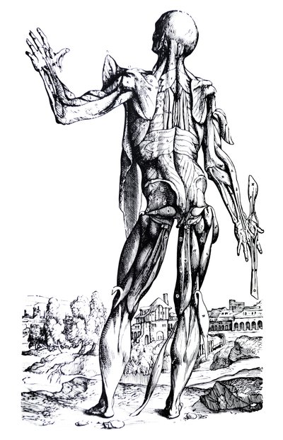 A tányérok a De Humani Corporis Fabrica második könyvéből alkotó: Andreas Vesalius