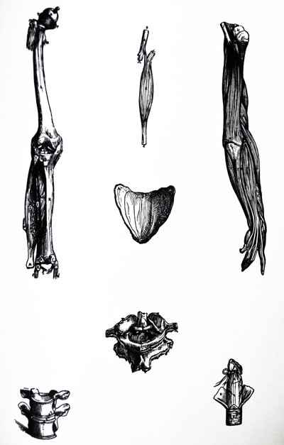 A tányérok a De Humani Corporis Fabrica második könyvéből alkotó: Andreas Vesalius