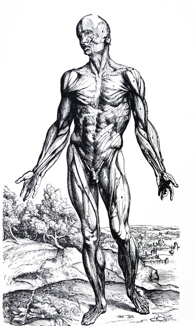 A tányérok a De Humani Corporis Fabrica második könyvéből alkotó: Andreas Vesalius