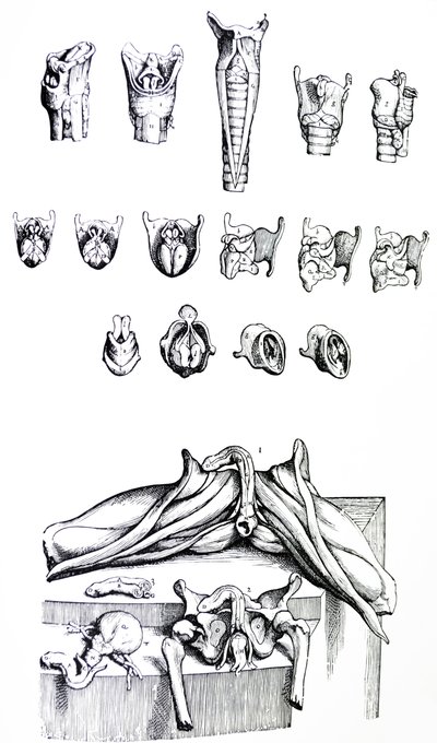 A tányérok a De Humani Corporis Fabrica második könyvéből alkotó: Andreas Vesalius