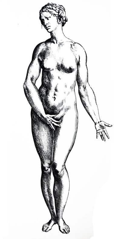 A tányérok a De Humani Corporis Fabrica hetedik könyvéből alkotó: Andreas Vesalius