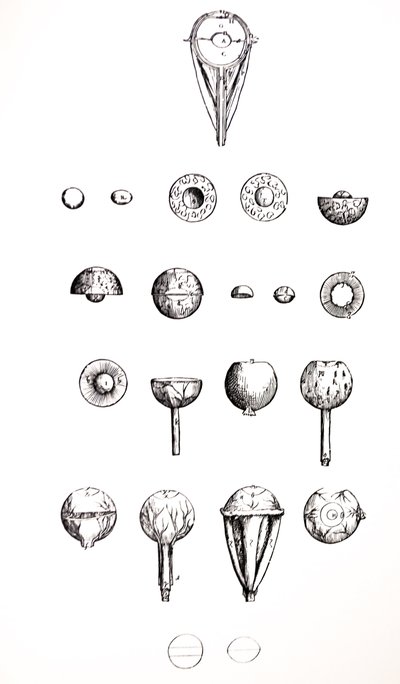 A tányérok a De Humani Corporis Fabrica hetedik könyvéből alkotó: Andreas Vesalius