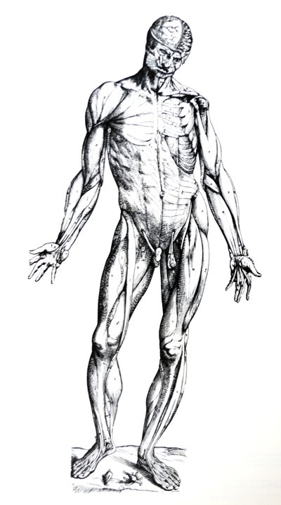 A tányérok a De Humani Corporis Fabrica hetedik könyvéből alkotó: Andreas Vesalius