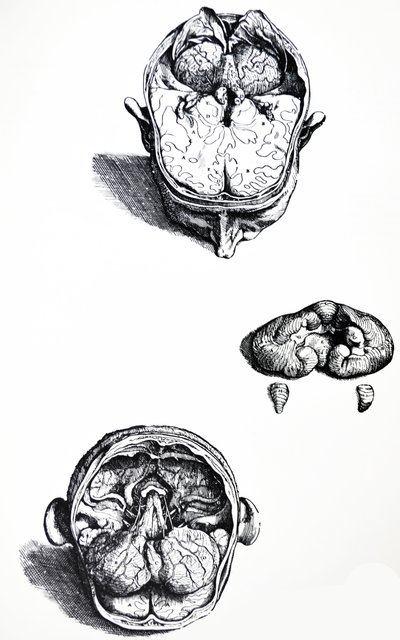 A tányérok a De Humani Corporis Fabrica hetedik könyvéből alkotó: Andreas Vesalius