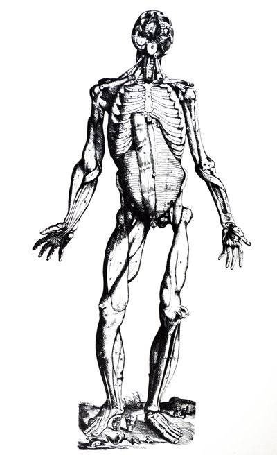 A tányérok a De Humani Corporis Fabrica hetedik könyvéből alkotó: Andreas Vesalius