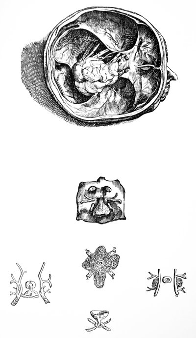 A tányérok a De Humani Corporis Fabrica hetedik könyvéből alkotó: Andreas Vesalius
