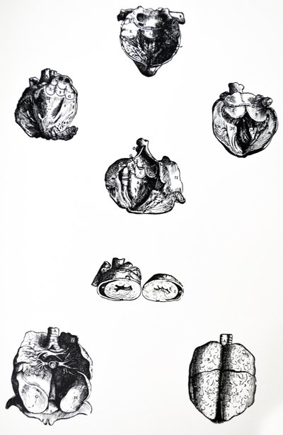 A lemezek a De Humani Corporis Fabrica hatodik könyvéből alkotó: Andreas Vesalius