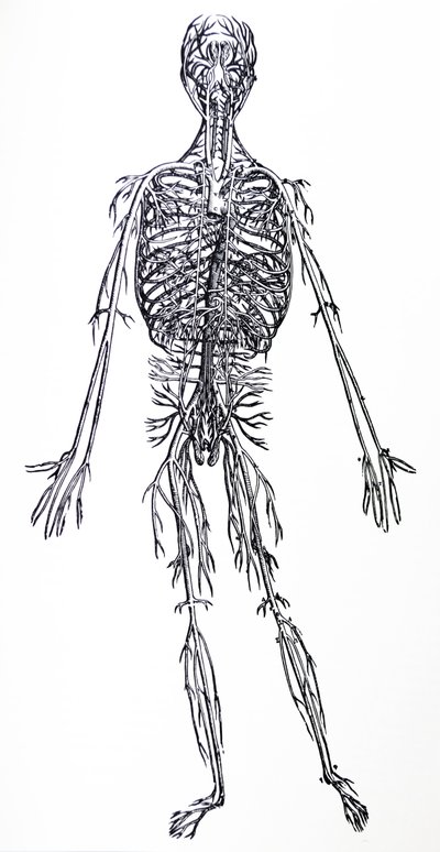 A De Humani Corporis Fabrica harmadik könyvének táblái alkotó: Andreas Vesalius