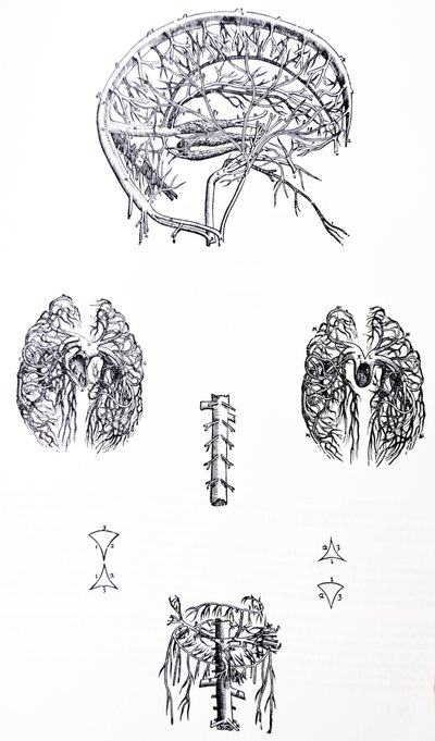 A lemezek a De Humani Corporis Fabrica harmadik könyvéből alkotó: Andreas Vesalius