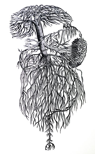A lemezek a De Humani Corporis Fabrica harmadik könyvéből alkotó: Andreas Vesalius