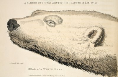 Egy fehér medve feje, illusztráció az "Egy felfedezőút..." című könyvből, 1819 (kézzel színezett metszet). alkotó: Andrew Motz Skene