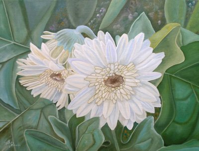 Friss, fehér gerbera virágok alkotó: Angeles M. Pomata