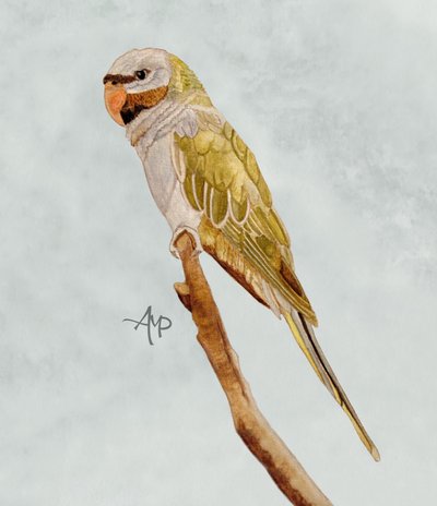  alkotó: Angeles M. Pomata