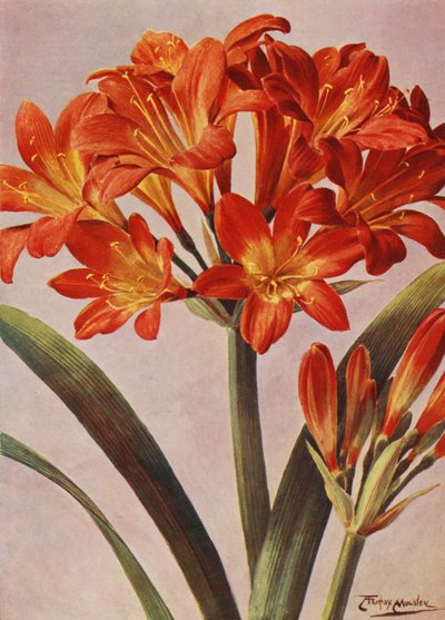 Clivia Miniata, régen Imantophyllum Miniatum néven ismert (színes litográfia) alkotó: Angelo Fairfax Muckley
