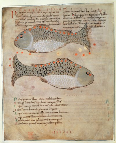 Cott Tib B V Par I 33v The Constellation Pisces a Kelet csodáiból, 1030 körül (vellum) alkotó: Anglo Saxon
