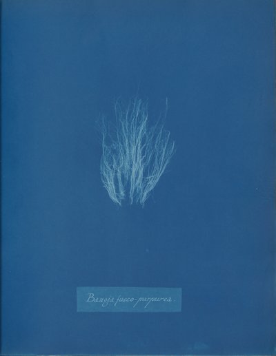 Bangia fusco-purpurea, kb. 1853. alkotó: Anna Atkins