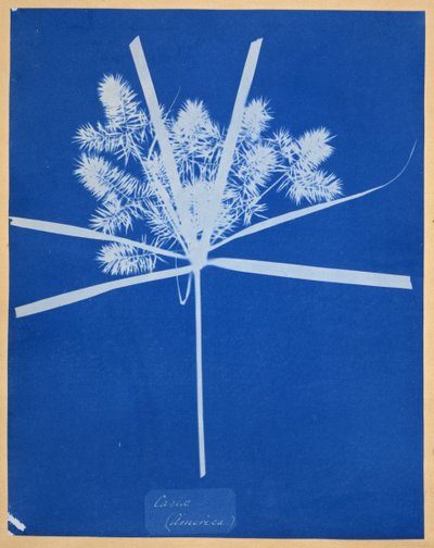 Carix (Amerika) alkotó: Anna Atkins