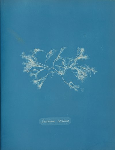 Csilós kerámia, kb. 1853 alkotó: Anna Atkins