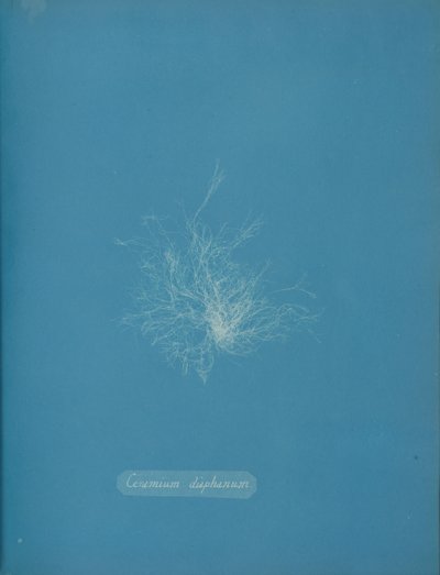 Átlátszó kerámia, kb. 1853 alkotó: Anna Atkins
