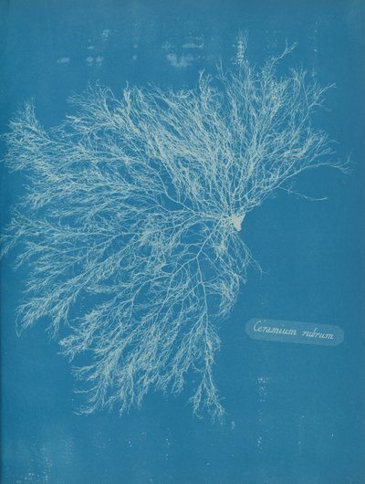 Piros kerámia, kb. 1853 alkotó: Anna Atkins