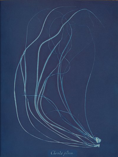 Drótszál, kb. 1853 alkotó: Anna Atkins