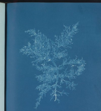 Chylocladia kaliformis alkotó: Anna Atkins