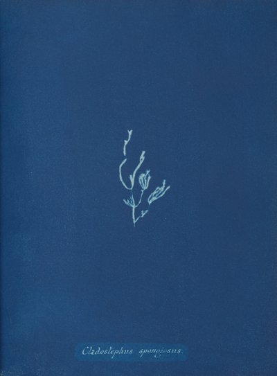 Cladostephus spongiosus, kb. 1853 alkotó: Anna Atkins