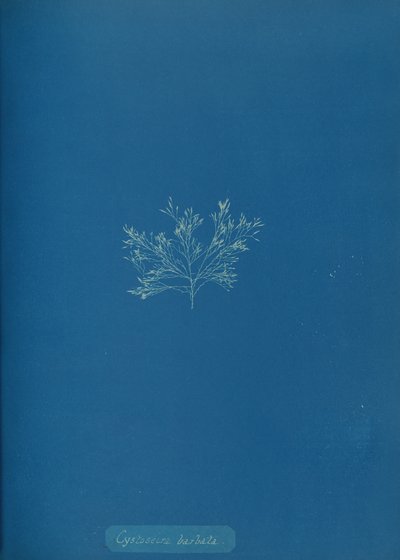 Cystoseira barbata, kb. 1853. alkotó: Anna Atkins
