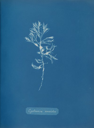 Cystoseira ericoides, kb. 1853. alkotó: Anna Atkins
