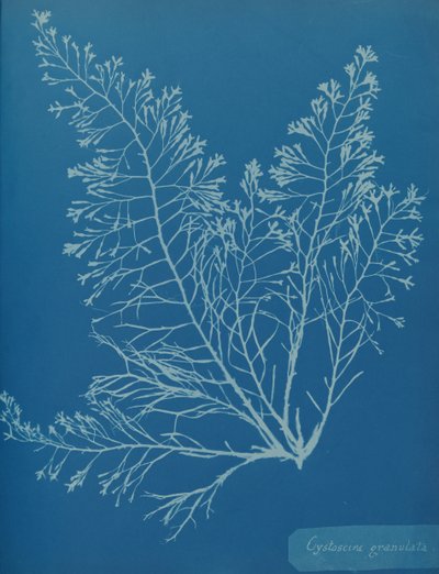 Cystoseira granulata, kb. 1853. alkotó: Anna Atkins