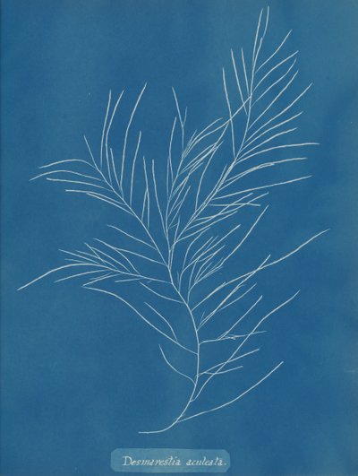 Desmarestia aculeata, kb. 1853. alkotó: Anna Atkins