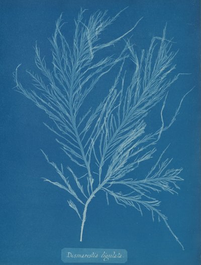 Desmarestia liqulata, kb. 1853. alkotó: Anna Atkins