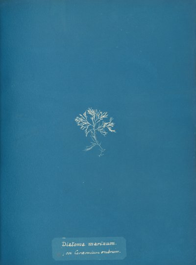 Tengeri kovamoszat a Ceramium rubrumon, kb. 1853 alkotó: Anna Atkins