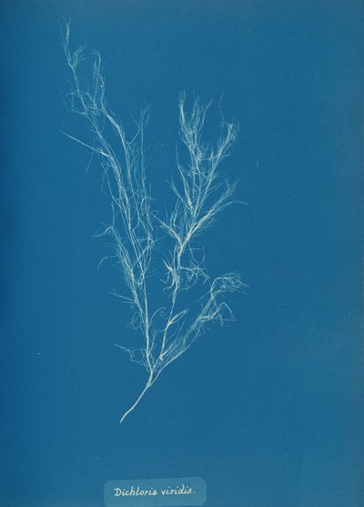 Dichloria viridis, kb. 1853. alkotó: Anna Atkins
