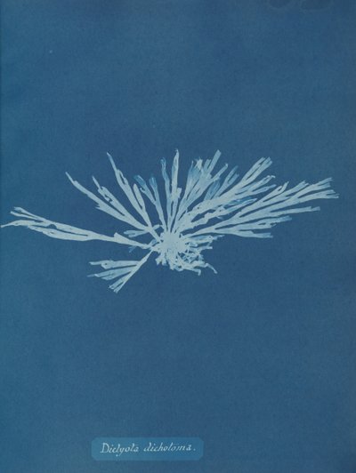 Dictyota dichotoma, kb. 1853. alkotó: Anna Atkins
