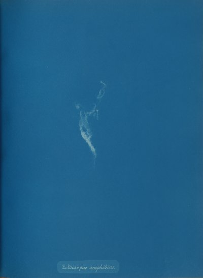 Ectocarpus amphibius, kb. 1853. alkotó: Anna Atkins