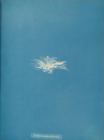 Enteromorpha clathrata, kb. 1853. alkotó: Anna Atkins