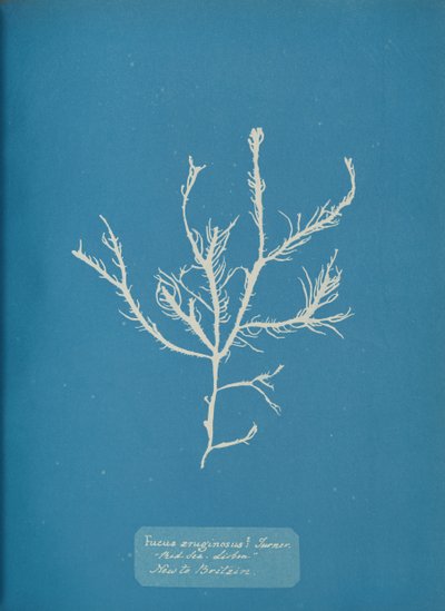 Fucus aeruginosus Turner. Val vel. Lisszabon-tenger Új Nagy-Britanniában, kb. 1853. alkotó: Anna Atkins