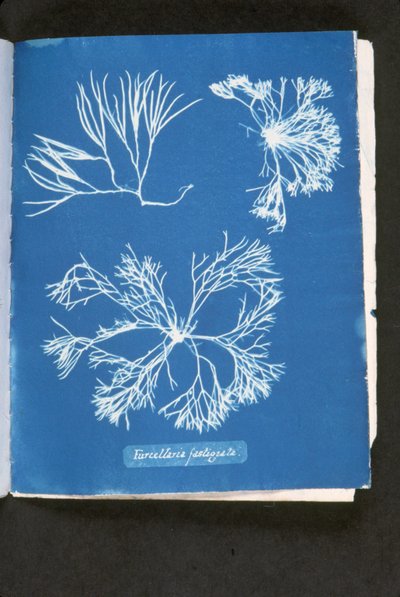 Furcelleria fastigiata, a „Photographs of British Algae: Cyanotype Impressions” című kiadványból, 1843-53 (cianotípus) alkotó: Anna Atkins