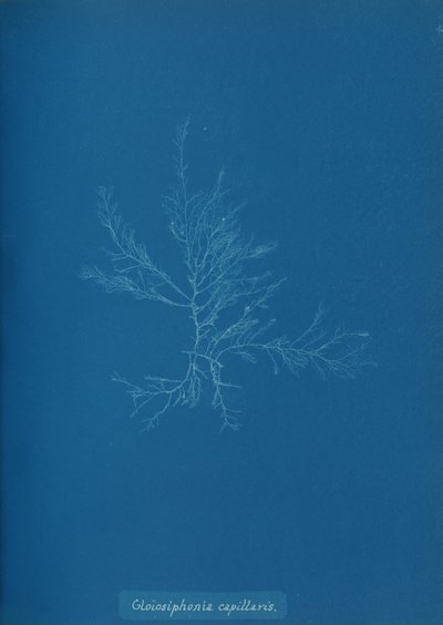 Gloisiphonia capillaris, kb. 1853. alkotó: Anna Atkins